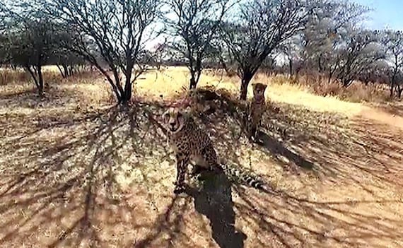 Cheetah in the forest.