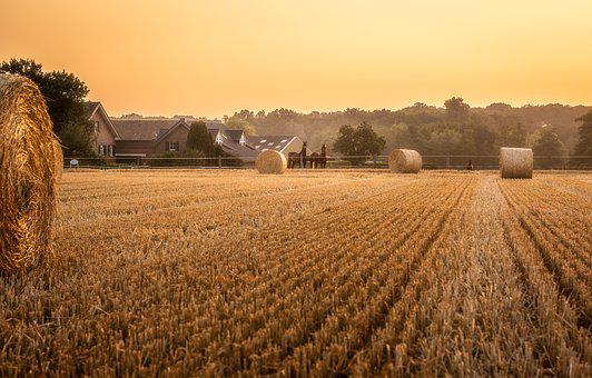 stubble for burning