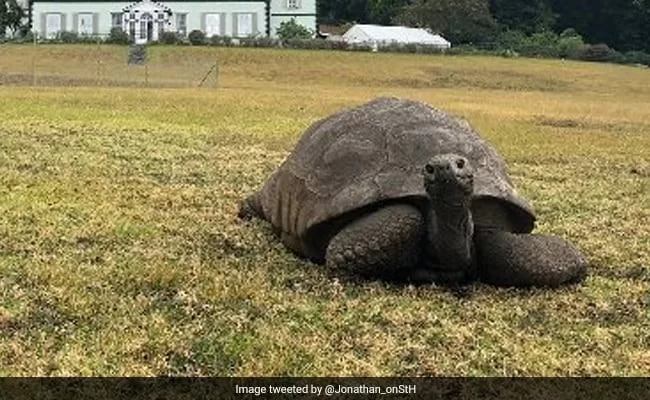 190 years old tortoise