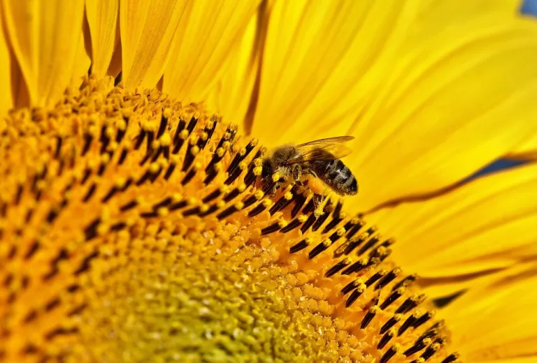 bee, sunflower, nectar-7702840.jpg