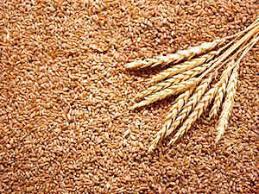 <strong>Rain, come again: Cereals get pricier. Buffer stocks are low. Some monsoon forecasts aren’t good. GoI should get ready</strong>