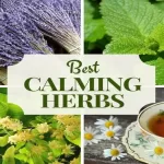 Ten Herbs for Stress Relief: Nature's Allies for Calm and Balance