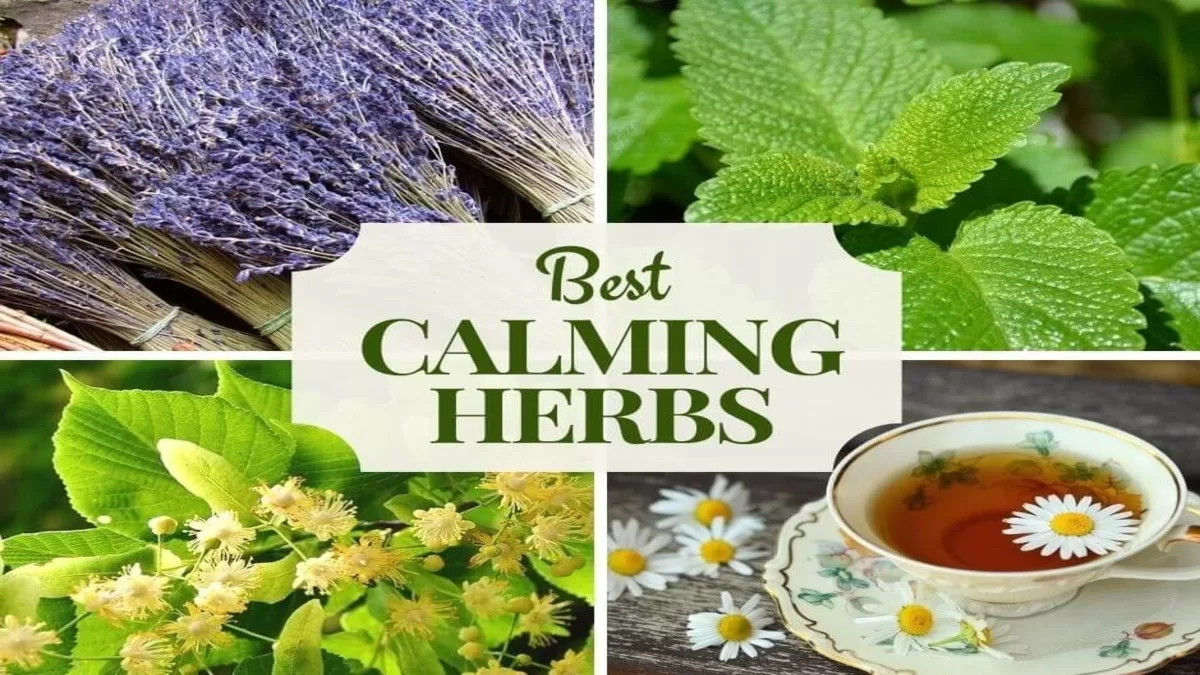 Ten Herbs for Stress Relief: Nature's Allies for Calm and Balance