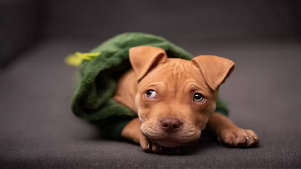 Pit bull Puppies: Your Ultimate Guide to Nurturing Your Furry Best Friend