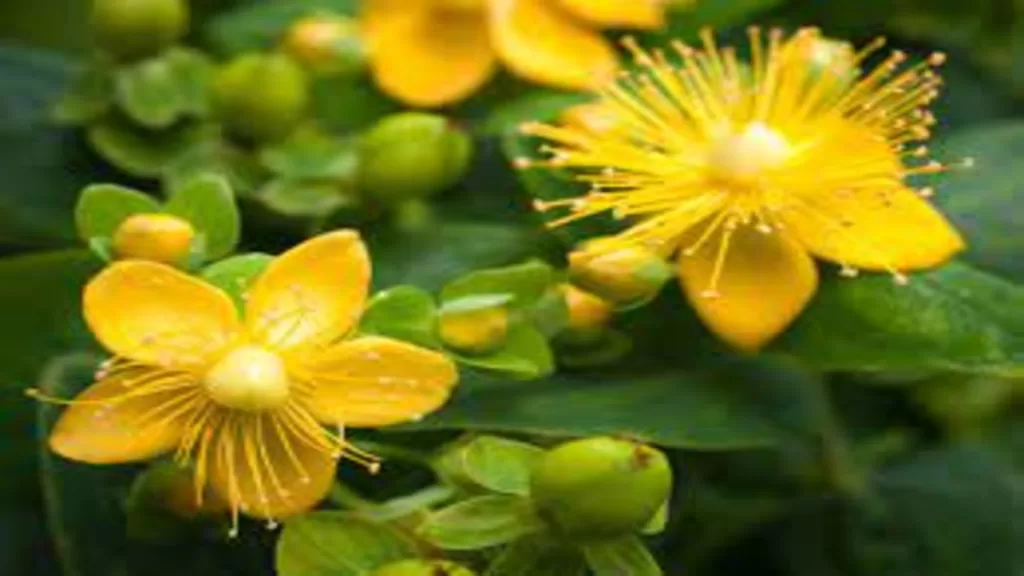 Ten Herbs for Stress Relief: Nature's Allies for Calm and Balance