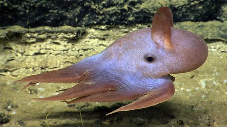 "Discover the Enchanting World of the Dumbo Octopus 🌊🐙