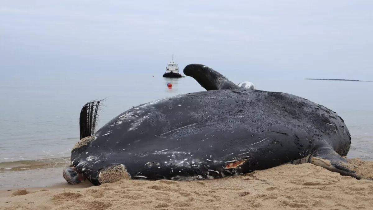 "Exploring the Intersection of Right Whales and Offshore Wind: Coexistence & Conservation"