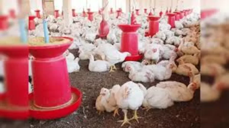 "Unveiling the Harrowing Reality of H5N1 Bird Flu: Time for Action 🐦🚨"