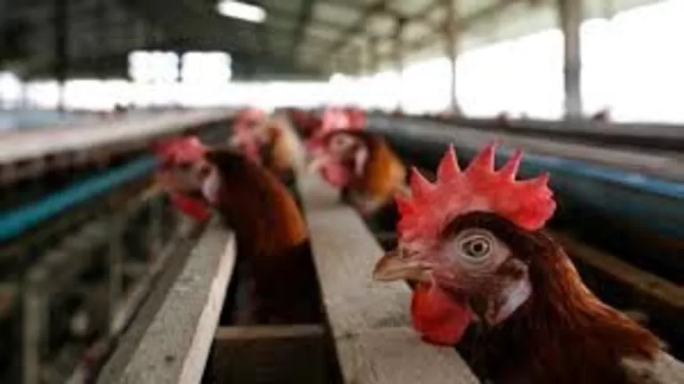 "First Human Case of H5N2 Bird Flu Confirmed in Mexico: What You Need to Know"