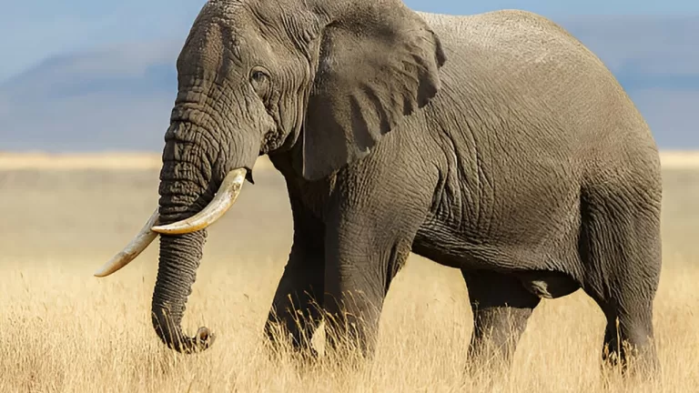 "Namibia's Drastic Move: Over 700 Wild Animals to Be Culled Amid Worst Drought in a Century"