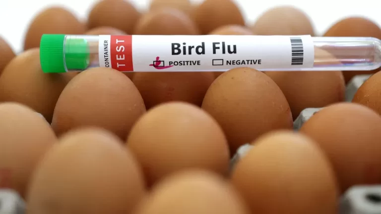 "US Takes Action: Doubling Bird Flu Vaccines as Infections Rise Among Workers and Herds"