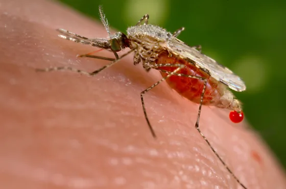 "Deadly Malaria Outbreak in Congo Claims Lives: Children at Highest Risk 🚨"