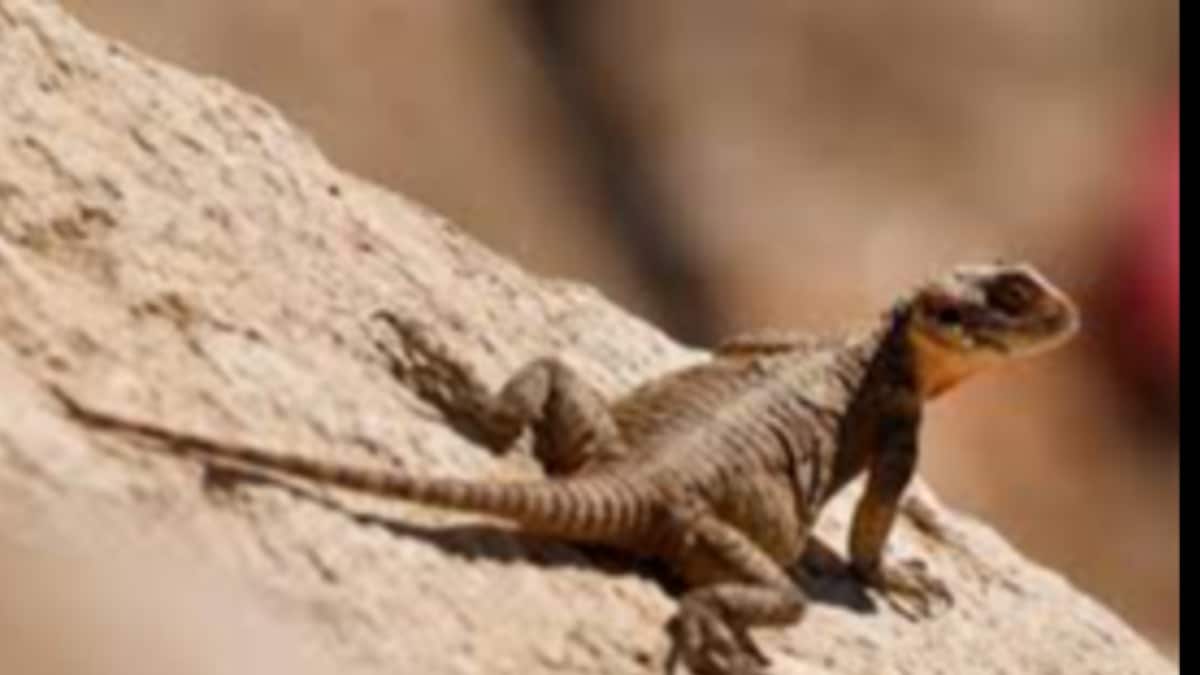 The Surprisingly Smart Health Remedies  of the Middle Ages — From Lizard Oil to Rose Oil for Migraines