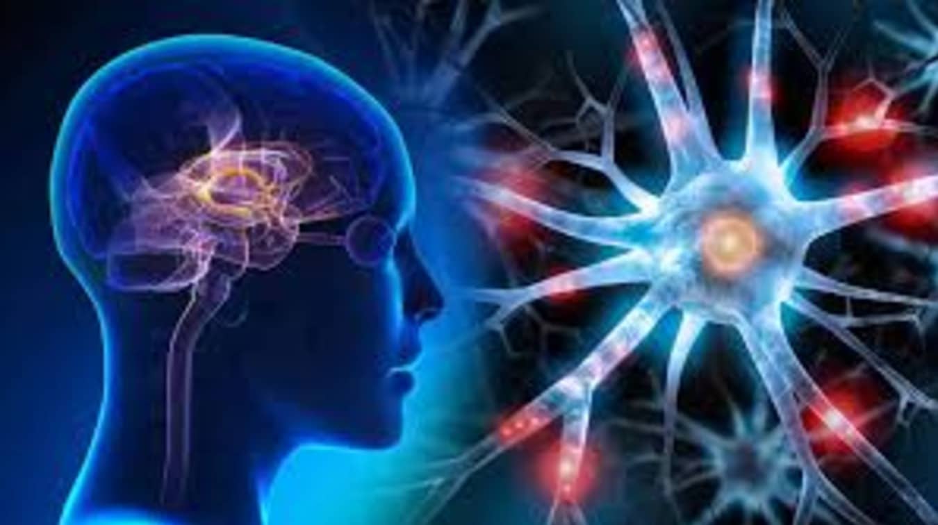 Scientists Discover the Brain Secret That Keeps “SuperAgers” Mentally Sharp in Their 80s and 90s Scientists Discover the Brain Secret That Keeps “SuperAgers” Mentally Sharp in Their 80s and 90s