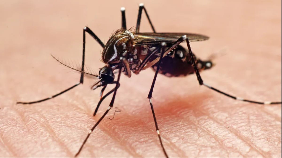Google-Owned Debug Faces Backlash Over Plan to Release 32 Million Mosquitoes in Florida and California